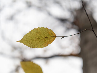Autumn leaf in the forest