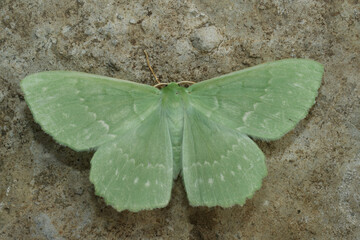 Closeup on the colorful soft green Large Emerald geometer moth, Geometra papilionaria with spread wings