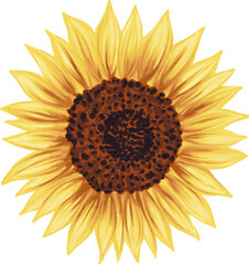 Happy golden sunflower illustration. Botanical realistic hand drawn yellow flower with brown seeds. Isolated on white.