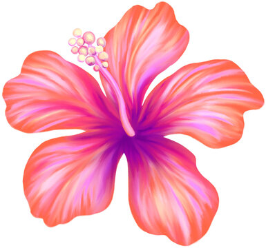 Hibiscus illustration. Vibrant pink tropical flower. Realistic botanical high quality hand drawn painting isolated on white.