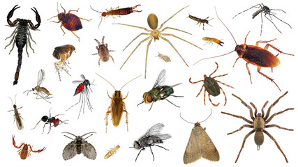 Human skin parasites and housing pests. Insects - parasites and pests isolated on white background