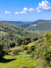 Trees in the mountains