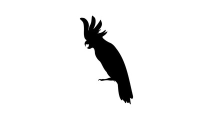 White cockatoo silhouette © OMIA