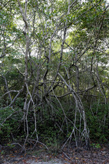 Mangrove forest on Itaparica island near Salvador, Bahia state, Brazil