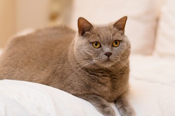 Portret pięknego młodego kota brytyjskiego krótkowłosego (British shorthair), siedzącego na łóżku - obrazy, fototapety, plakaty