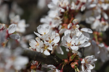 Fototapeta premium Blooming almond tree.