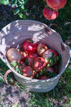 Ripe pomegranates in a wicker basket in the garden. Pomegranate season. Spain, sunlight, bio fruit