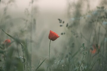 wild poppy flower on the meadow.