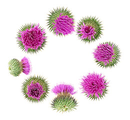 Different flowers of milk thistle buds isolated on a white background. Silybum marianum.