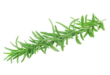 Fototapeta premium Twig of fresh rosemary isolated on a white background. Organic rosemary branch.