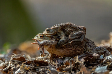 Obraz premium Female carrying a male toad during toad migration at a sunny day in spring.