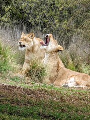 Naklejka premium Lions 