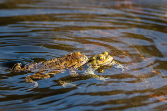 Common toad during toad migration at a sunny day in spring.