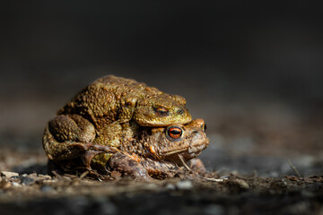 Female carrying a male toad during toad migration at a sunny day in spring.