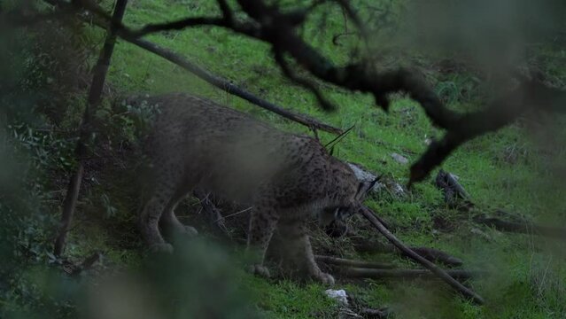 Spain wildlife. Iberian lynx, bury cover, wild cat endemic to Iberian Peninsula in southwestern Spain in Europe. Cat with red deer catch kill food. Canine feline with spot fur coat, sunset light.
