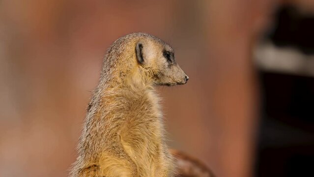 When it comes to meerkats (Suricata suricatta), at least one animal is always on guard while foraging. To do this, they look for a good vantage point on hills or trees. Slow motion in 4K.