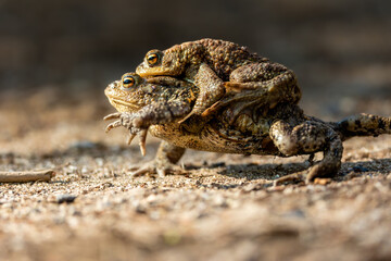 Female carrying a male toad during toad migration at a sunny day in spring.