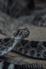 Captive rattlesnake 