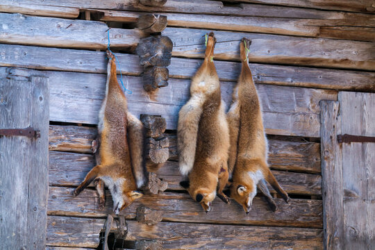 traditional hunt in the winter - shot of  red foxes