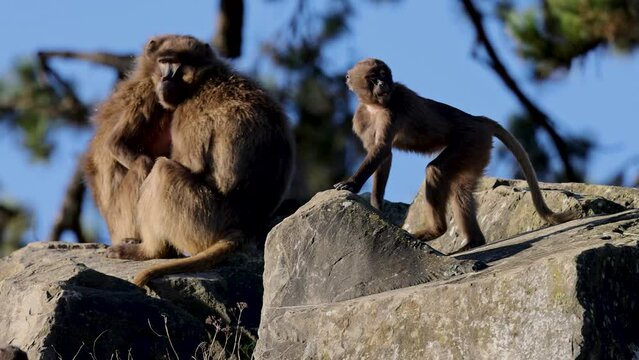 A distinctive feature of geladas (Theropithecus gelada) is the hairless patch on the chest. In males, it is hourglass-shaped and glows red.