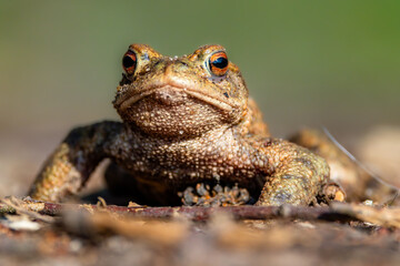 Common toad during toad migration at a sunny day in spring.