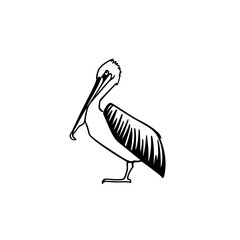 Vector card with hand drawn graceful pelican. Ink drawing, decorative graphic style. Beautiful animal design elements, perfect for logo design