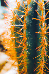 Cactus closeup. Beautiful colorful background. Orange and green colors