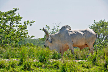 Closeup of a Guzera bull walking in the pasture on countryside of Brazil