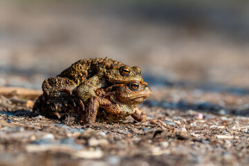 Female carrying a male toad during toad migration at a sunny day in spring.