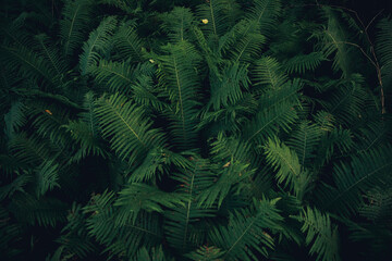 Fototapeta na wymiar Background of natural green fern leaves in the forest. Texture nature wallpaper.