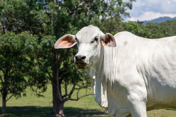 Closeup of Nellore calf in the meadow with trees on countryside of Sao Paulo state, Brazil