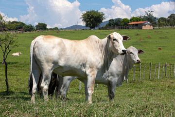 Closeup of Nellore calf in the meadow with trees on countryside of Sao Paulo state, Brazil