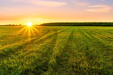 Scenic view at beautiful spring sunset in a green shiny field with green grass and golden sun rays, cloudy sky on a background, forest and country road, summer valley landscape