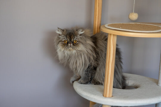 portrait d'un chat persan sur son arbre &agrave; chats