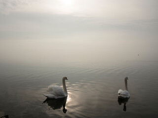 Mute swan in the lake Balaton in December