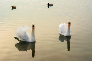 Mute swan in the lake Balaton in December