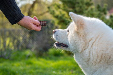 akita blanc, regardant une friandise avec attention !