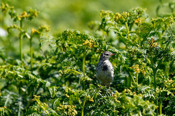 Meadow Pipit, Skomer Island, Wales.