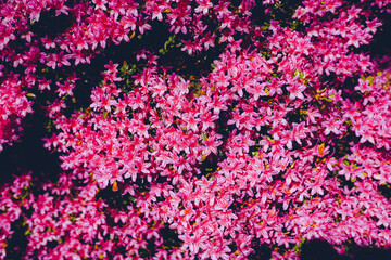 Beautiful colorful texture. Natural background. Botanical garden