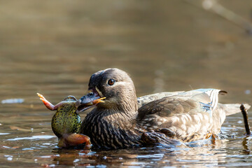 A female mandarin duck trying to eat a common toad during toad migration in a little pond called Jacobiweiher not far away from Frankfurt, Germany at a sunny day in spring.