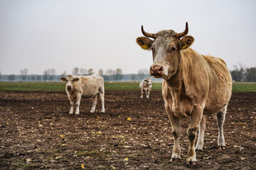 brown cows in the field