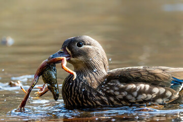 A female mandarin duck trying to eat a common toad during toad migration in a little pond called Jacobiweiher not far away from Frankfurt, Germany at a sunny day in spring.