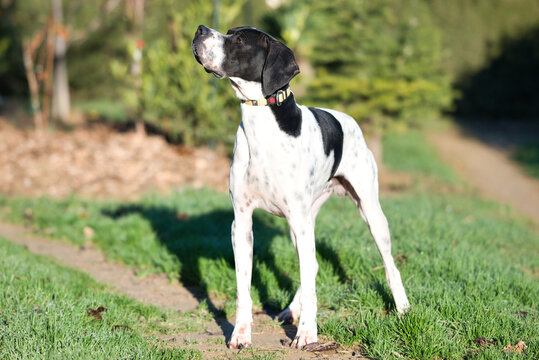 chien pointer anglais debout dans son jardin ext&eacute;rieur, chien de chasse de toute beaut&eacute;