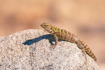 lizard on a stone