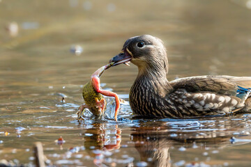 A female mandarin duck trying to eat a common toad during toad migration in a little pond called Jacobiweiher not far away from Frankfurt, Germany at a sunny day in spring.