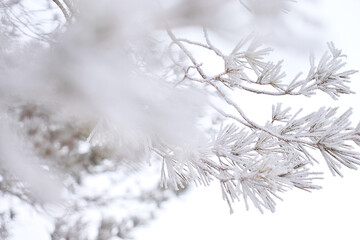 Tree branch covered in white ice and snow on a cold winter day at Dalbey Memorial Park in Gillette,  Wyoming.