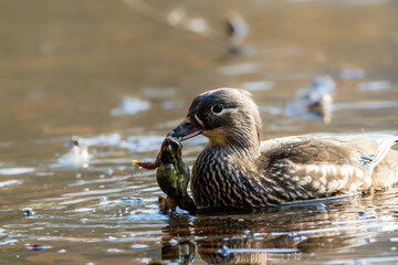 A female mandarin duck trying to eat a common toad during toad migration in a little pond called Jacobiweiher not far away from Frankfurt, Germany at a sunny day in spring.