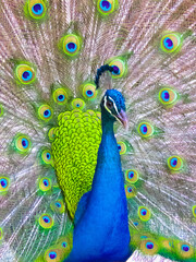 peacock with feathers out