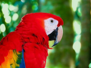 red macaw close-up