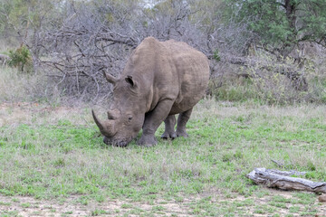 Naklejka premium White Rhino pictured in the Timbavati Reserve, South Africa